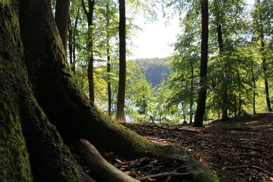 UNESCO Weltnaturerbe Teilgebiet Buchenwald Grumsin